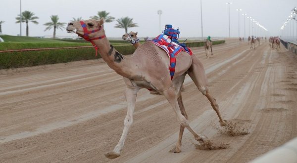 سباقات الهجن