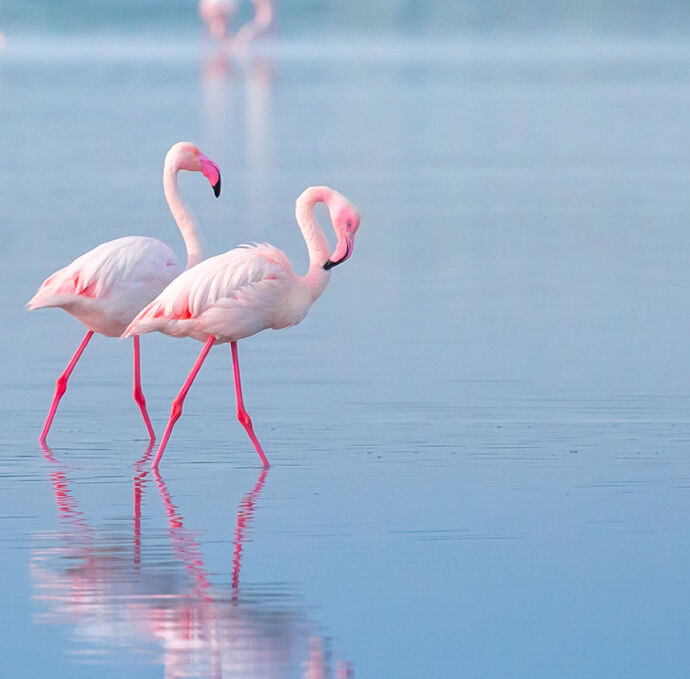 الإمارات تطلق بوابة إلكترونية لتقدير أعداد الطيور المائية في العالم
