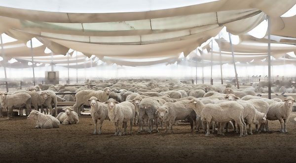 تعد منطقة الحدود الشمالية من أكبر المناطق في مجال الثروة الحيوانية في وطني