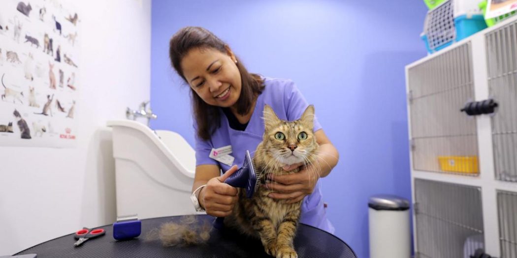The Cat Vet in Dubai inside the UAE’s first felineonly clinic UAE BARQ