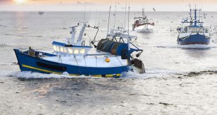 Eight illegal fishing boats, caught entering UAE water area